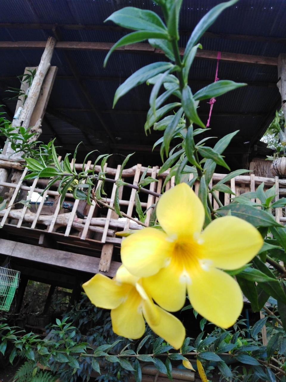 Tree Lodge Banlung エクステリア 写真